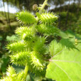 痴頭芒 痴頭芒