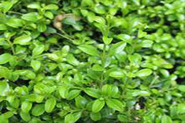 Buxus microphylla \x27Compacta\x27 Buxus microphylla \x27Compacta\x27