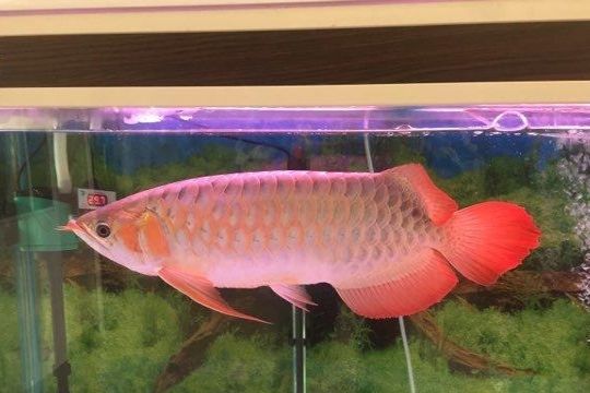 紅頭龍背 紅頭龍背