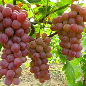 葡萄(Vitis vinifera)