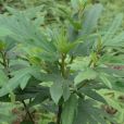 掌葉榕(桑科榕屬植物) 掌葉榕(桑科榕屬植物)