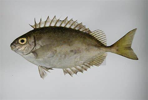 暗帶離鰭魚 暗帶離鰭魚