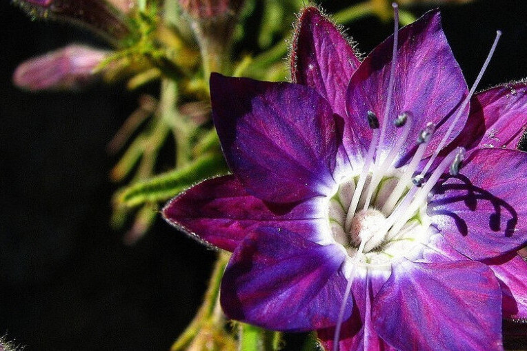 王冠花科 王冠花科
