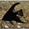 黑燕魚