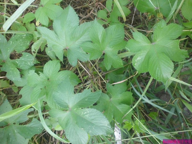 新疆拉拉藤 新疆拉拉藤
