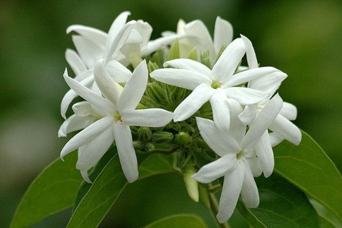 華南素馨(華南茉莉) 華南素馨(華南茉莉)