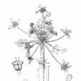 大苞矮澤芹 大苞矮澤芹