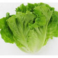 團葉生菜 團葉生菜