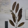 悶奶果 悶奶果