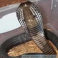蘇門答臘噴毒眼鏡蛇