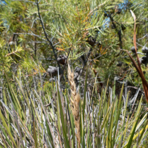 Ehrharta dura