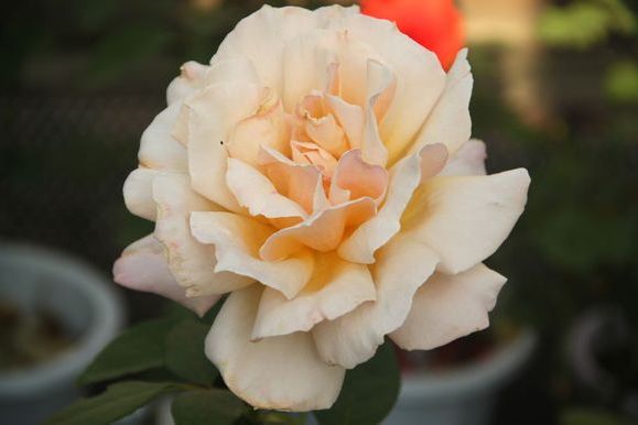 大獎章(薔薇屬月季栽培品種) 大獎章(薔薇屬月季栽培品種)