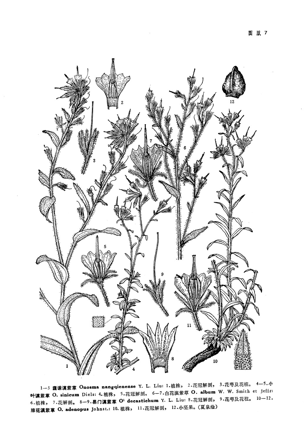 小葉滇紫草（中國高等植物圖鑑）圖版7：4-5