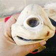 獨眼鯊魚 獨眼鯊魚