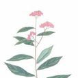 光葉繡線菊 光葉繡線菊