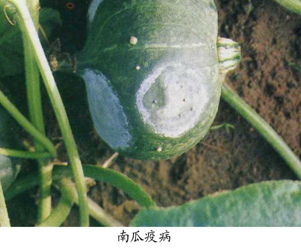 南瓜疫病