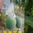 黑香芒果 黑香芒果