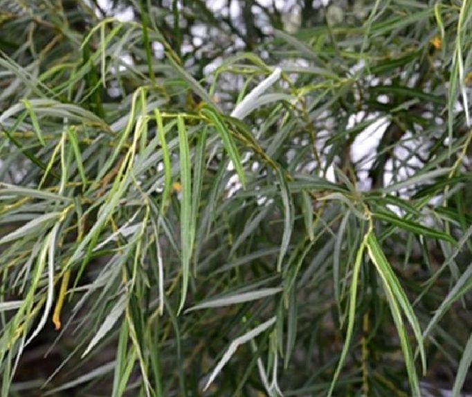 細葉蒿柳 細葉蒿柳