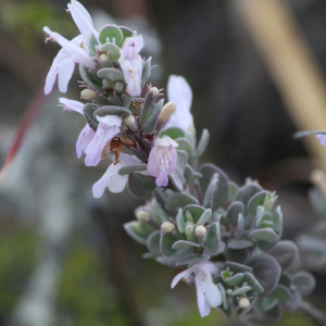 Poliomintha marifolia