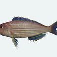魚鰭 魚鰭
