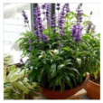 寬葉熏衣草 寬葉熏衣草