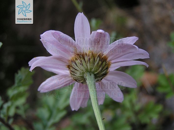 匹菊屬(Pyrethrum) 匹菊屬(Pyrethrum)