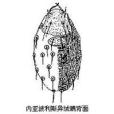 絨蟎科 絨蟎科
