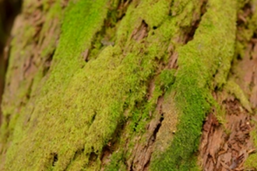 筒萼苔屬