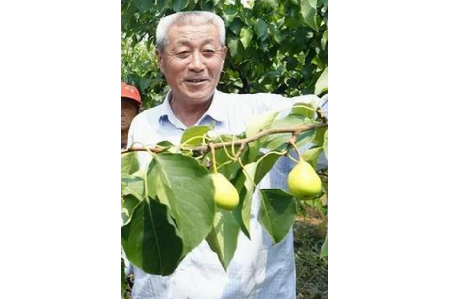 劉連山(阜城縣劉老仁密植梨果品有限公司法人) 劉連山(阜城縣劉老仁密植梨果品有限公司法人)