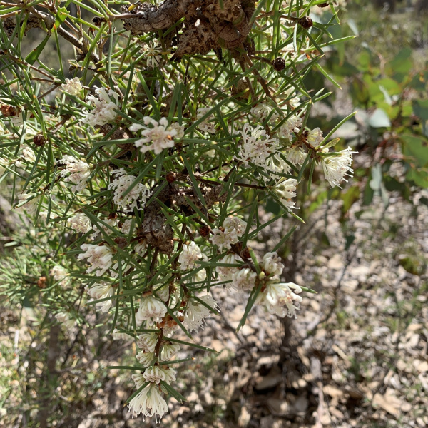 Hakea varia