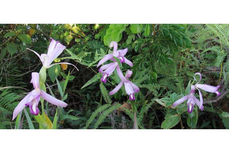 三花科雷蘭 三花科雷蘭