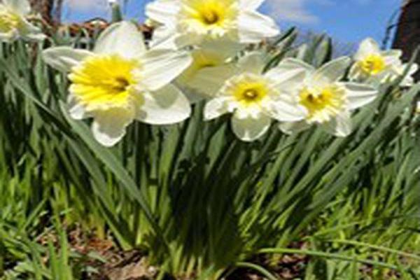 Narcissus \x27Ice Follies\x27 Narcissus \x27Ice Follies\x27