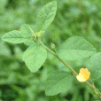 湖南黃花稔 湖南黃花稔