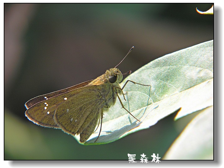 台灣秈弄蝶