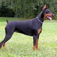杜伯文犬 杜伯文犬