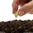 seed(英文單詞) seed(英文單詞)