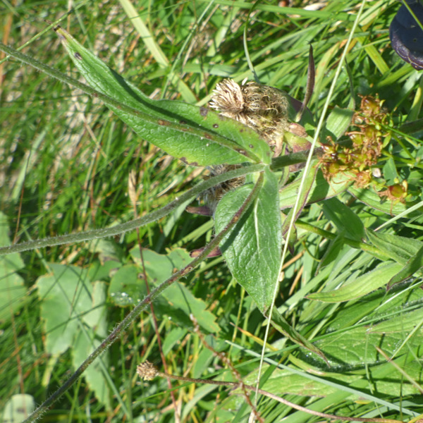 Knautia baldensis