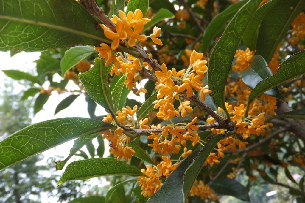 平頂桂花 平頂桂花