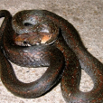 繡鏈腹鏈蛇