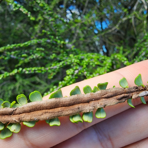 Erythroxylum minutifolium