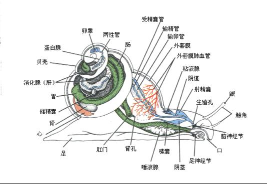 腹足類