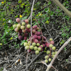 Ampelocissus acapulcensis
