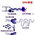 DNA旋轉酶 DNA旋轉酶
