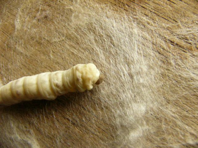 羅尼3號蠶 羅尼3號蠶