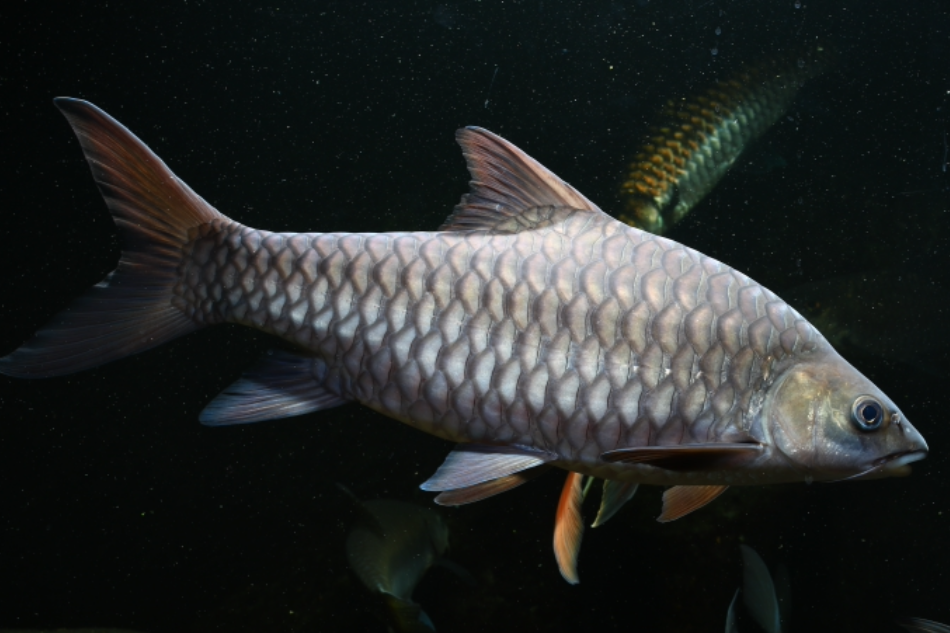 中國結魚 中國結魚
