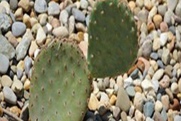 Opuntia aurea \x27Coombe\x27s Winter Glow\x27