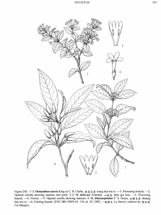 雙瓣木樨 雙瓣木樨