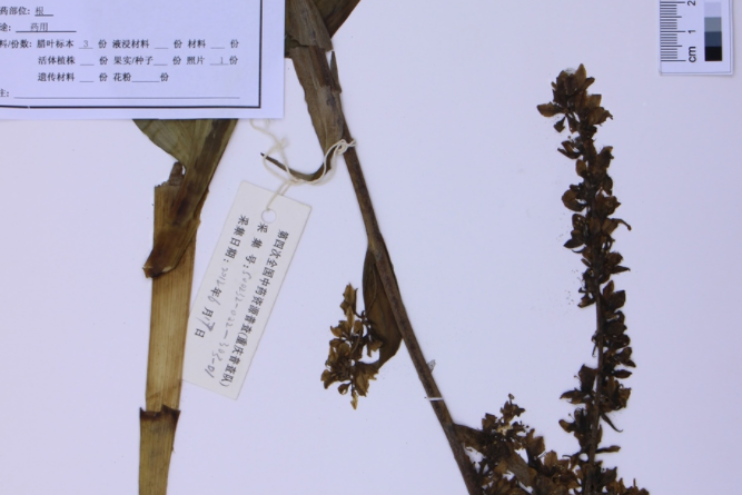 南川藜蘆