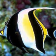 角鐮魚 角鐮魚