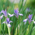 馬蓮花 馬蓮花